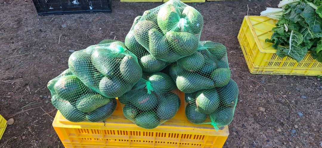 Avocado's - 2KG Bag