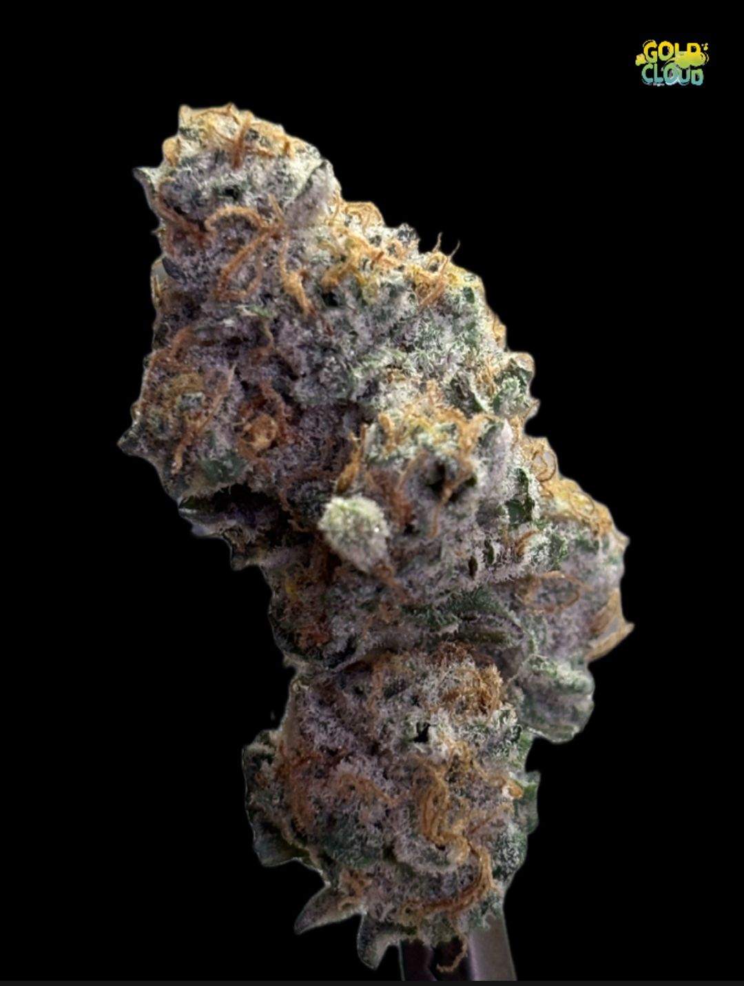 Frosted Apricot 