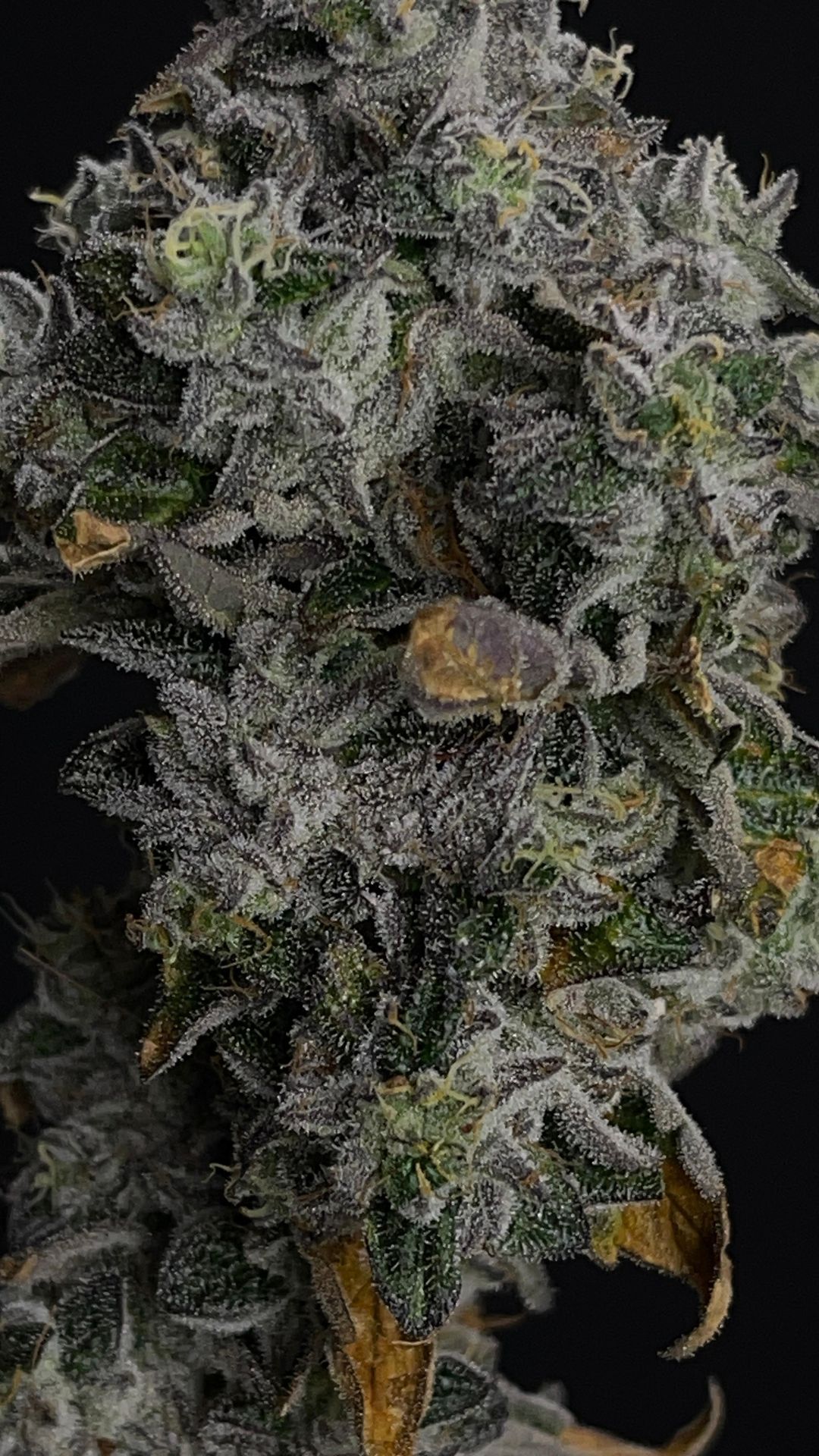 Scratch & Sniff