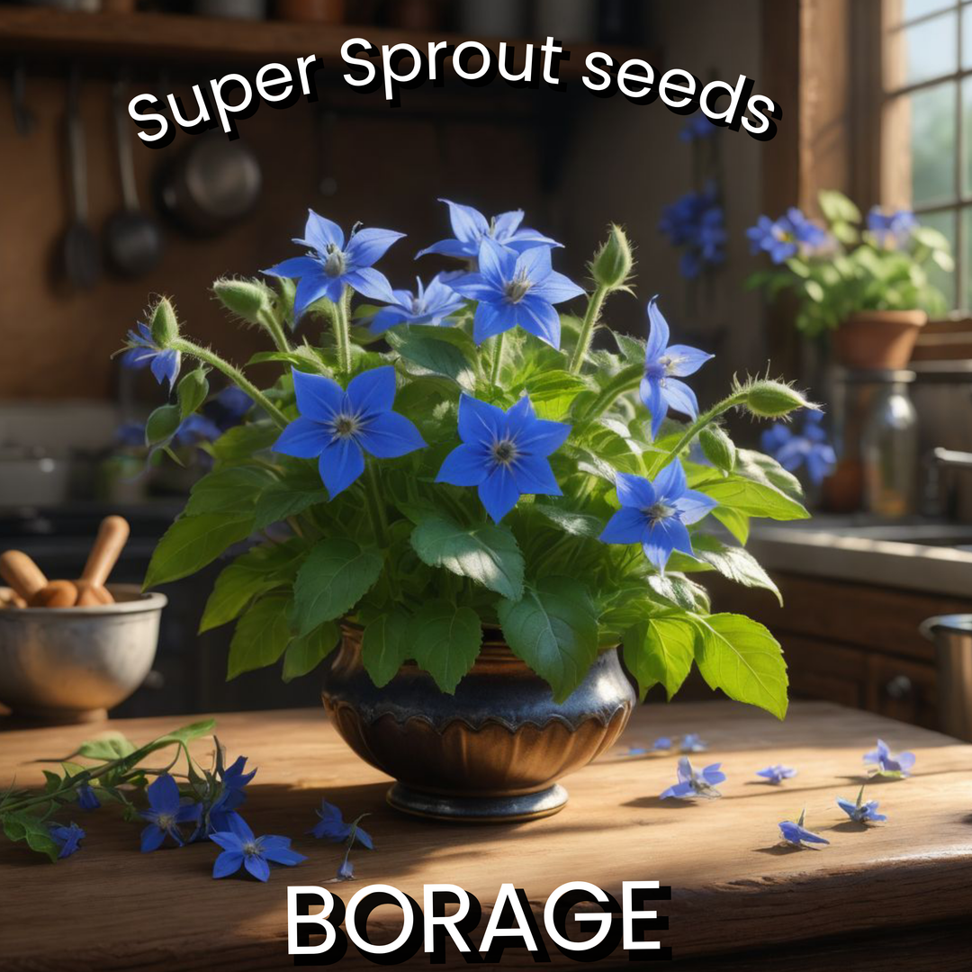 🌱BORAGE🌱 x 10 seeds