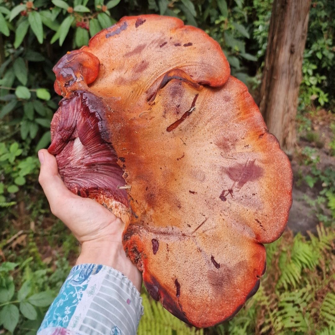 Biefstukzwam / Beefsteak mushroom