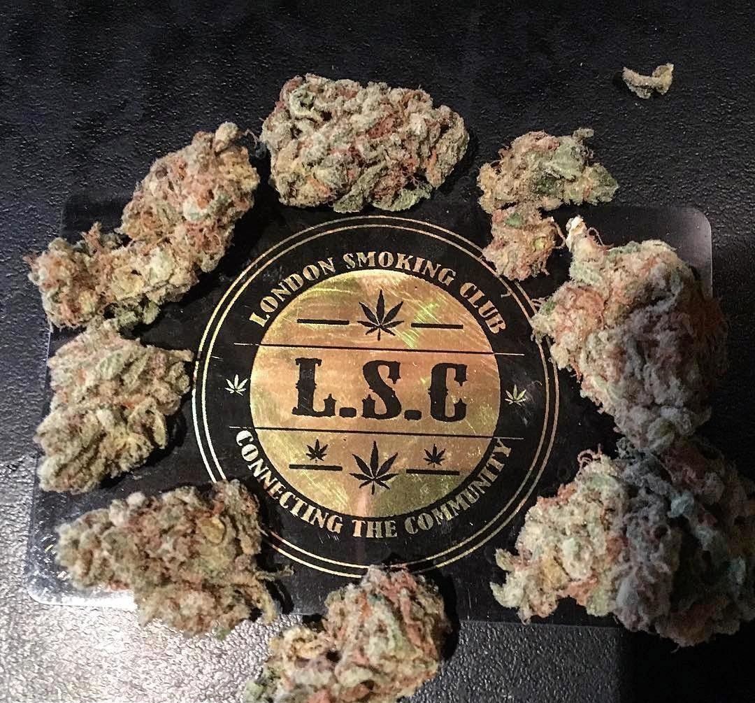 Gorilla Glue