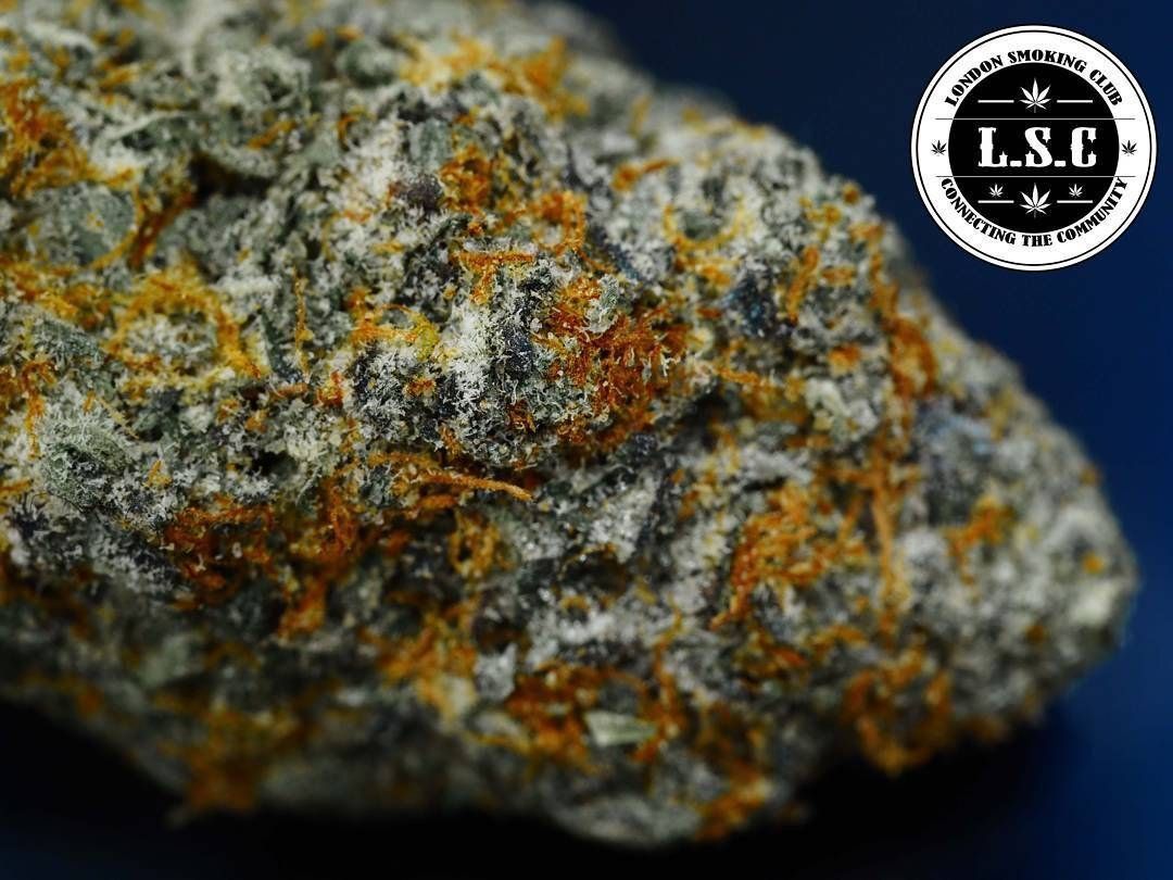 Gelato Guava Strain