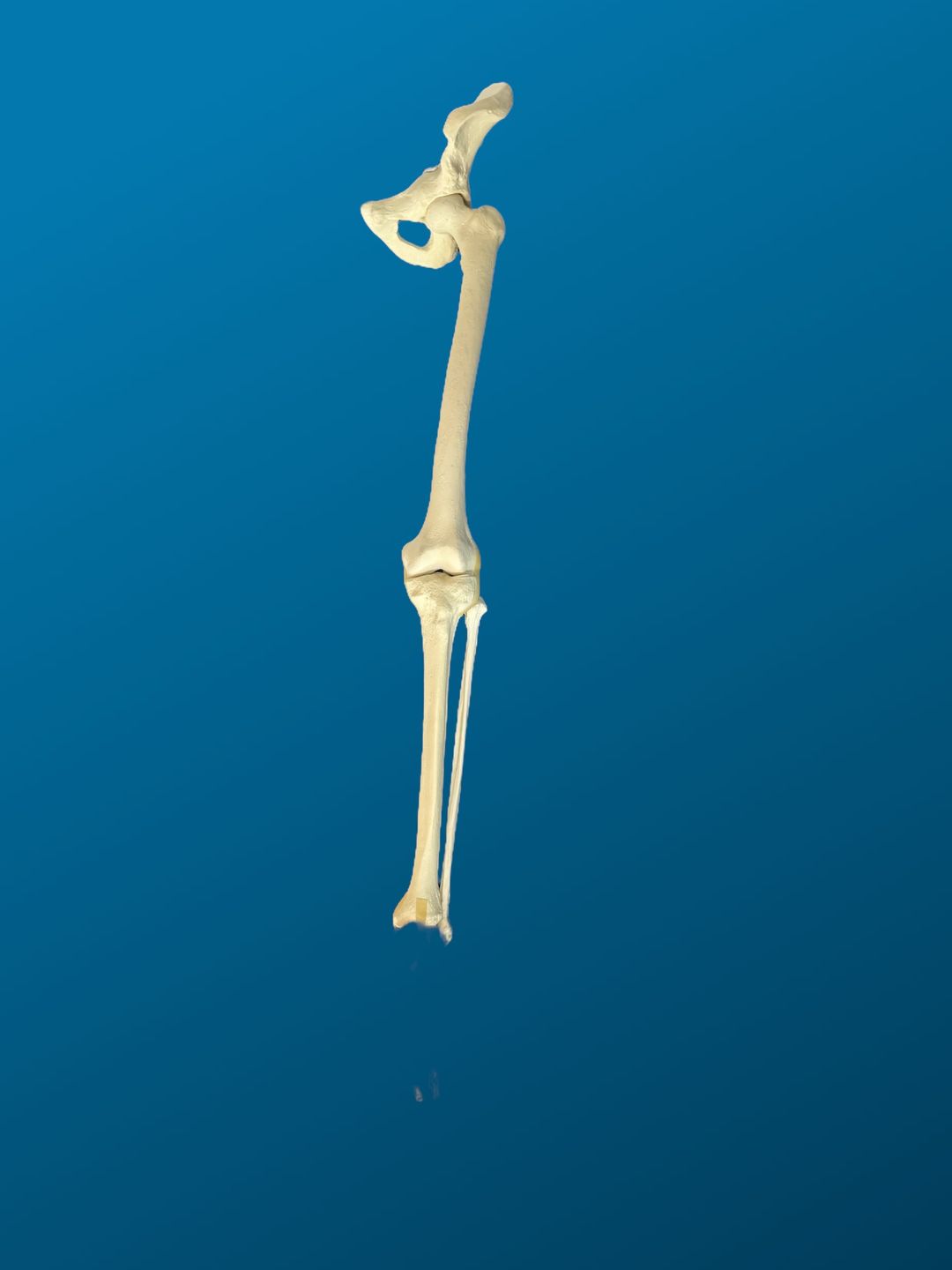 Hemipelvis con Femur y Tibia articulados