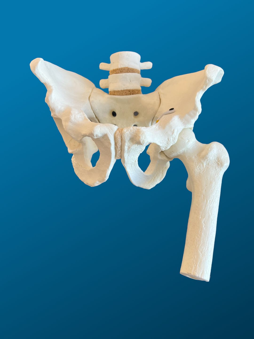 Pelvis completa con lumbares y femur articulado