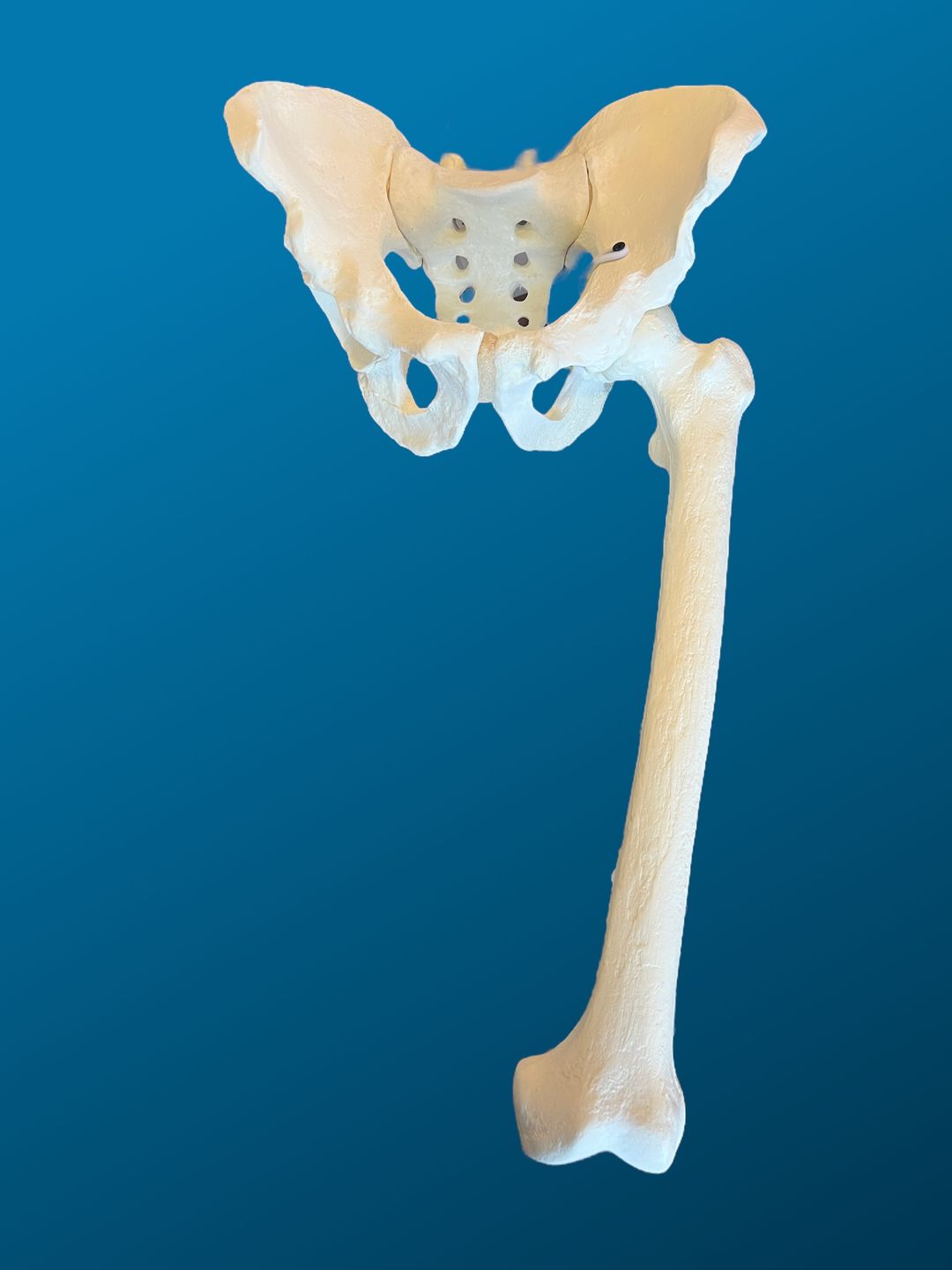 Pelvis completa con fémur articulado
