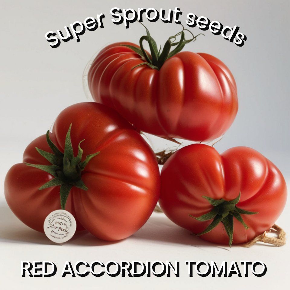 🍅ACCORDION RED TOMATO🍅 x 10 seeds