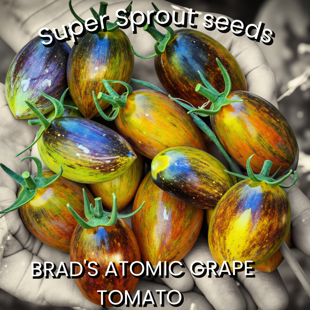 🍅BRAD'S ATOMIC GRAPES🍅 x 15+ seeds