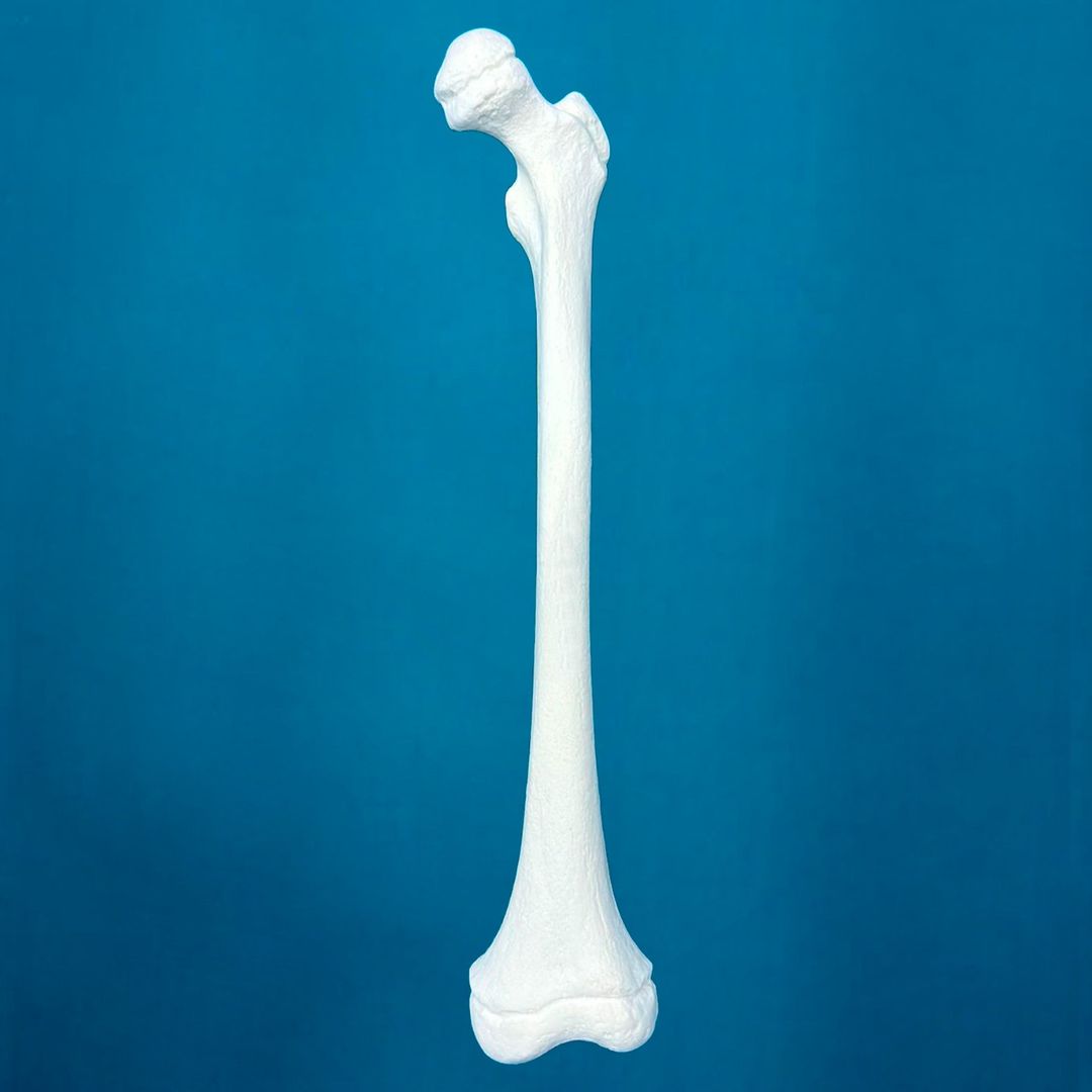 Fémur pediátrico con una longitud total de 30 cm izquierdo