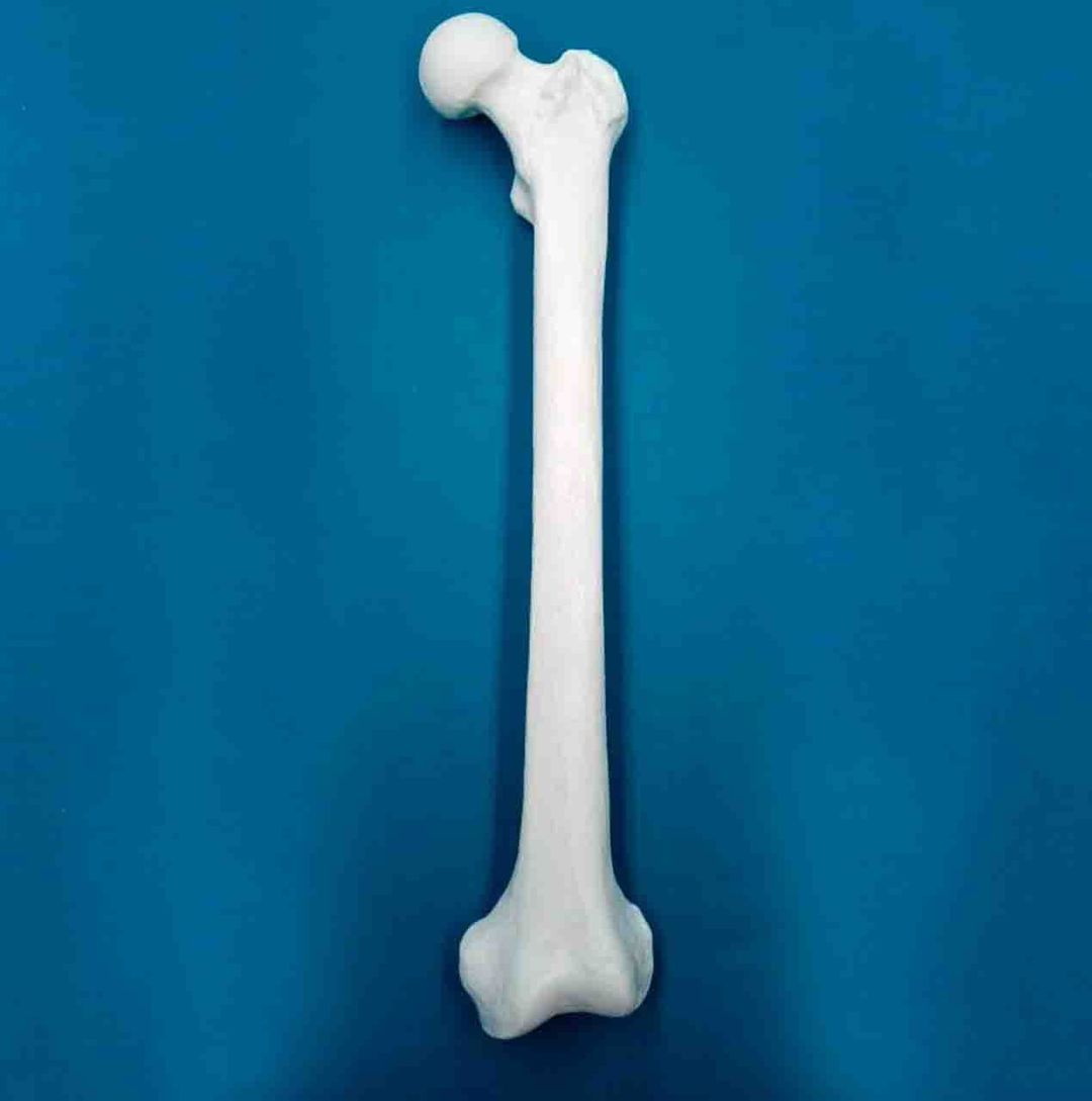 Fémur con una longitud total de 47 cm, con esponjoso y canal, derecho