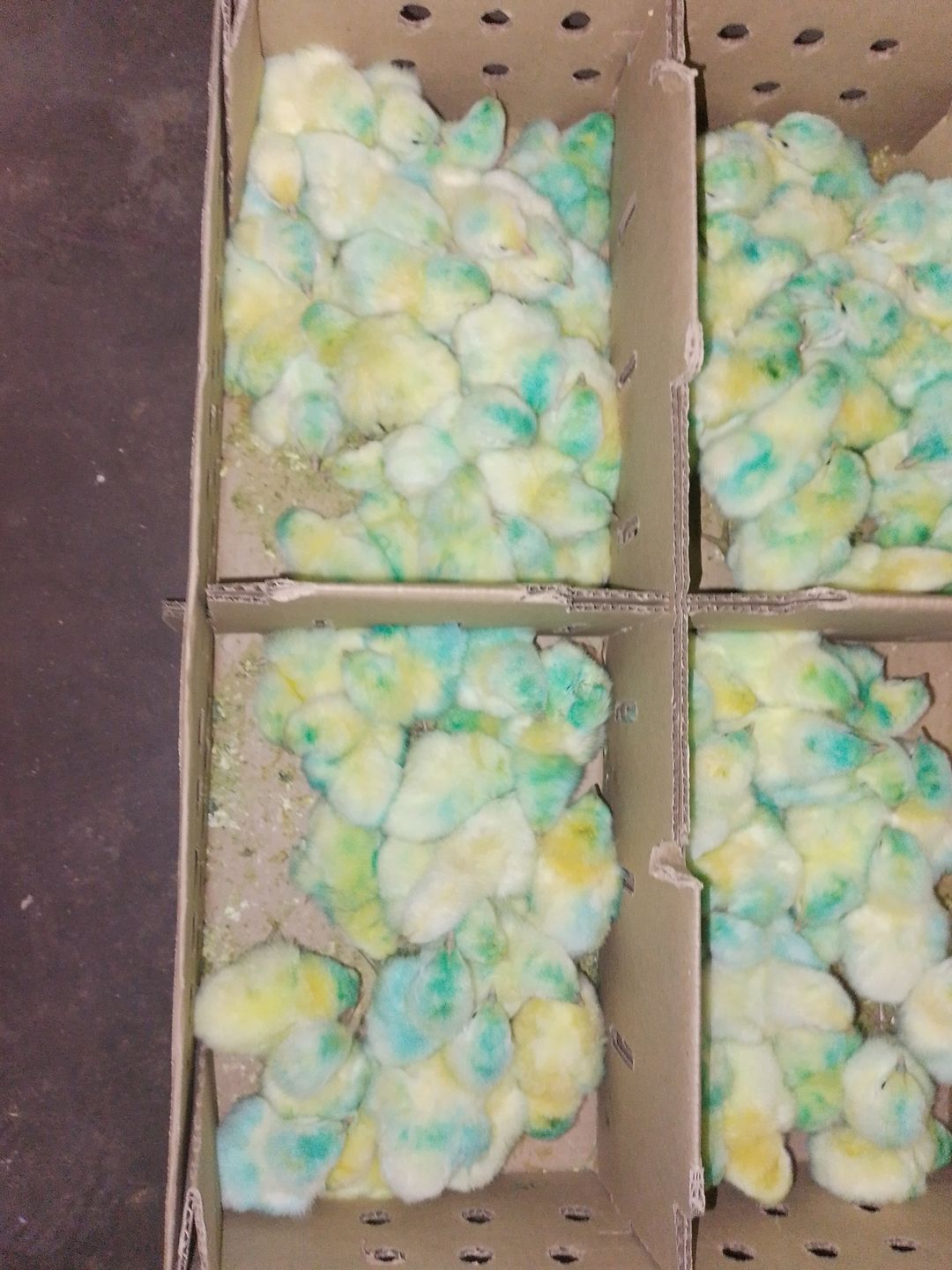 Day Old Chicks (Broilers)