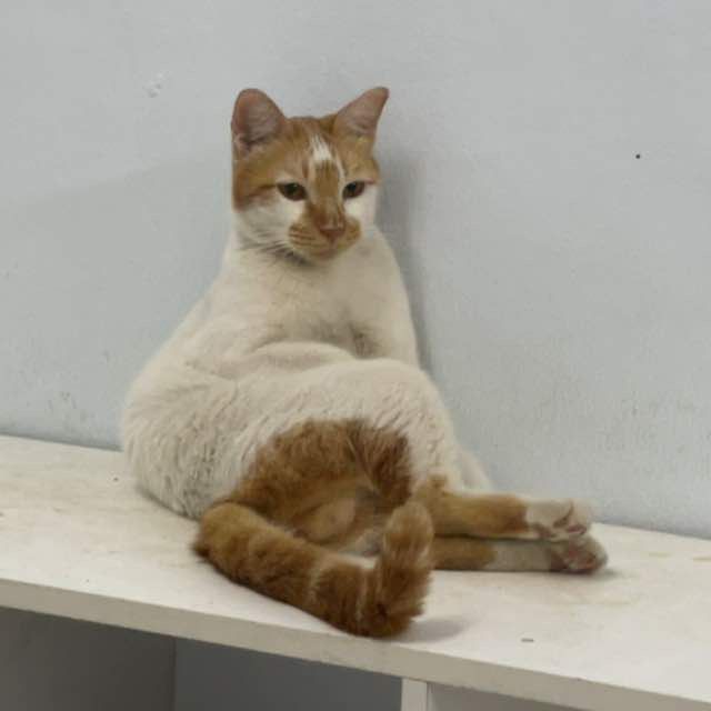 Dan Dan (for treats donation)
