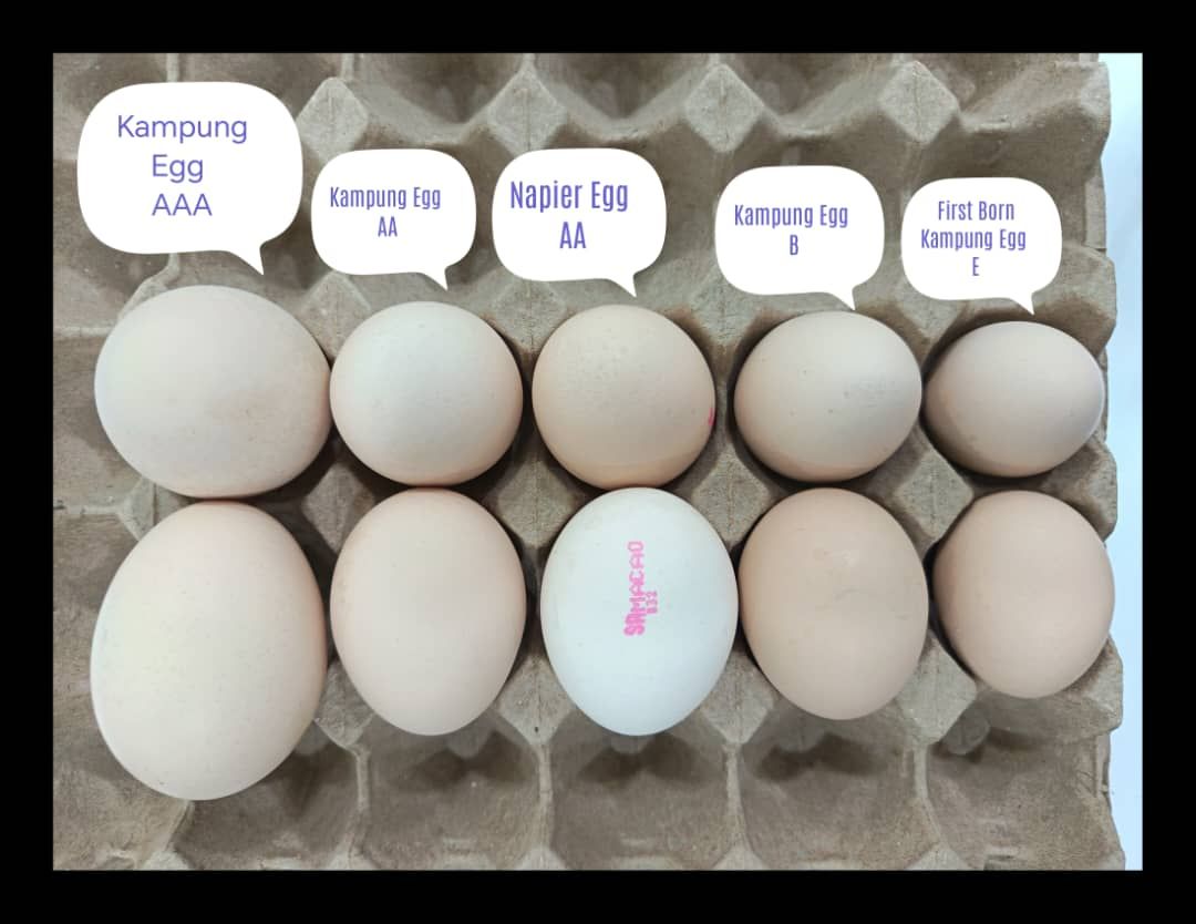 4.走地放养菜园鸡鸡蛋 AAA级 🥚 Free Range Kampung Chicken Egg Grade AAA RM23/tray of 20pc 
