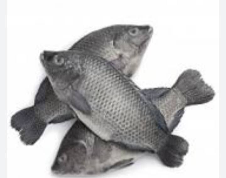 Fish Sangara