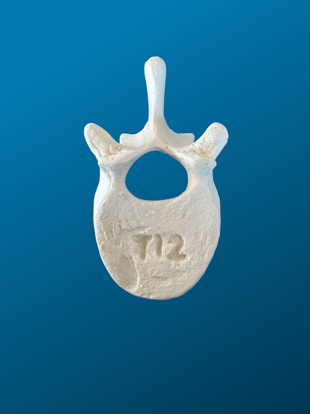T12