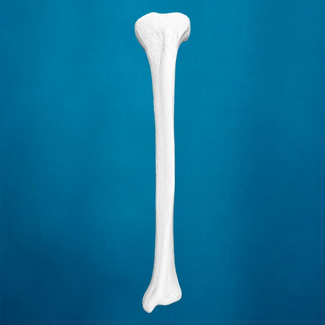 Tibia con una longitud total de 38 cm, mediana, con esponjoso y canal, izquierda 