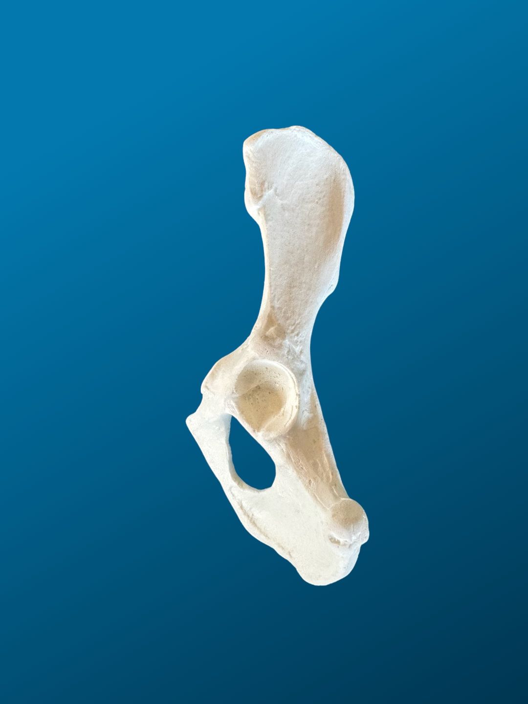 HEMIPELVIS, CANINO, ESPUMA SOLIDA, IZQUIERDA