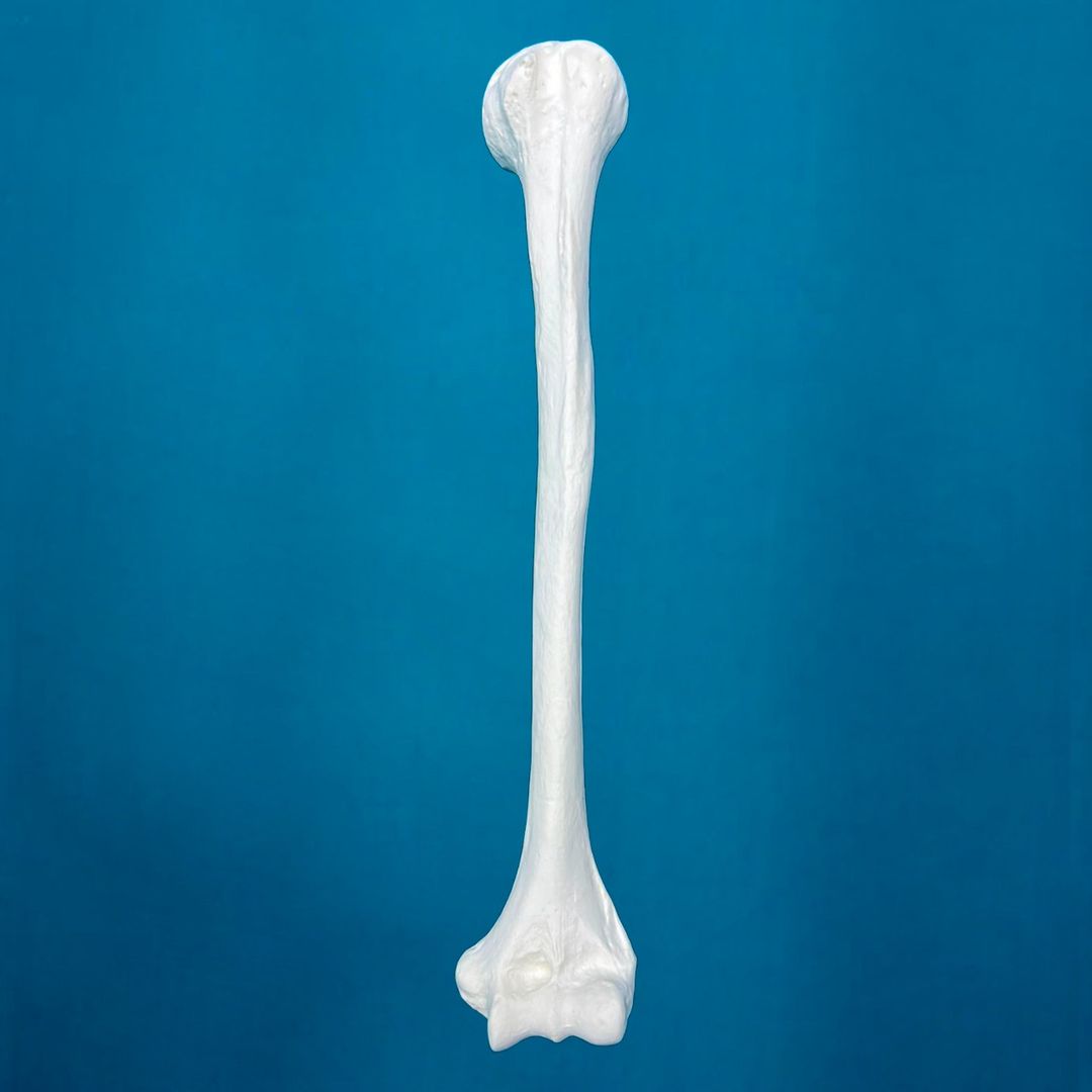 Humero pediátrico con una longitud total de 26 cm, izquierdo