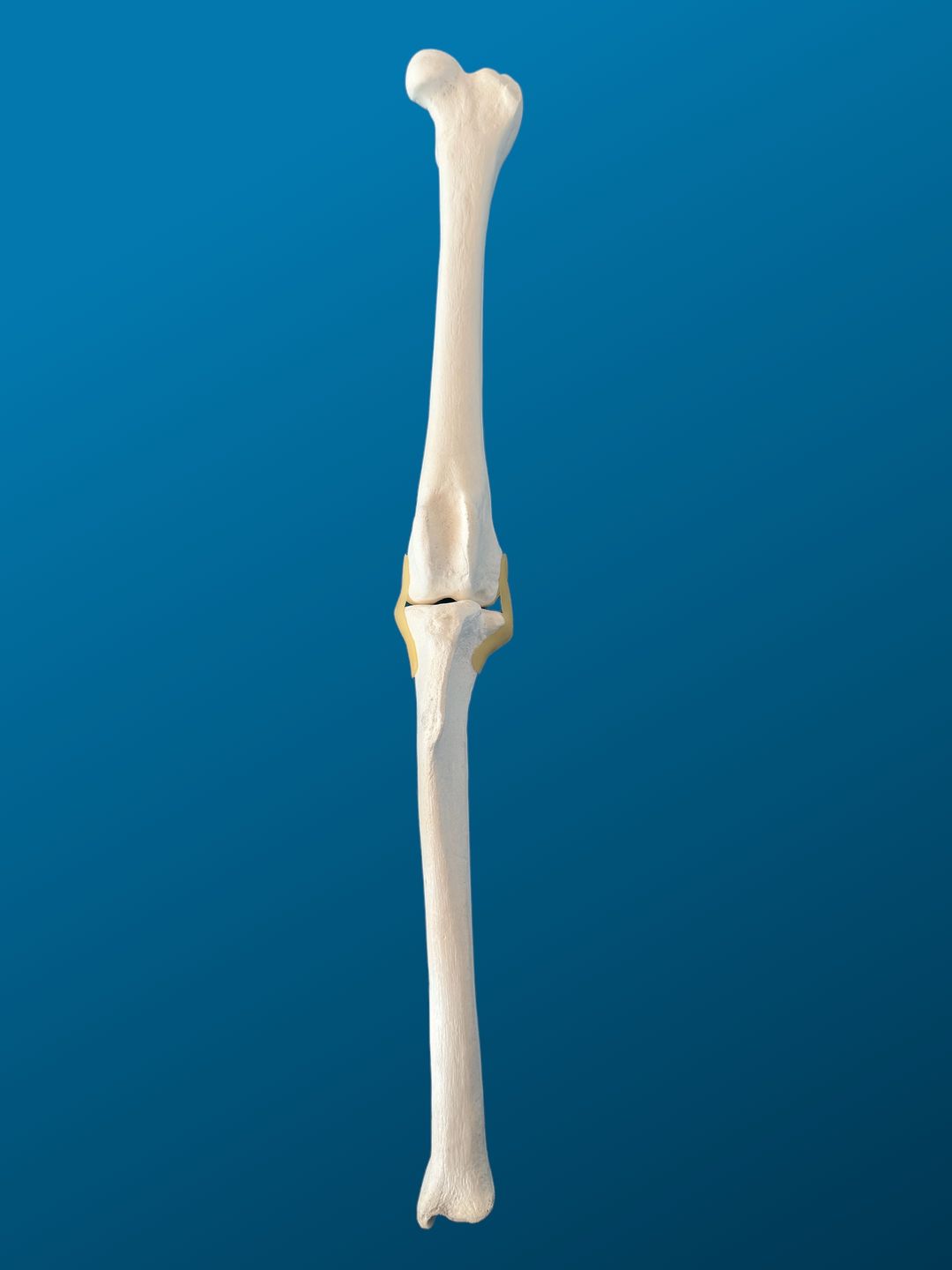 RODILLA, FÉMUR Y TIBIA ARTICULADOS CON LIGAS DE LÁTEX, CANINO, ESPUMA SOLIDA