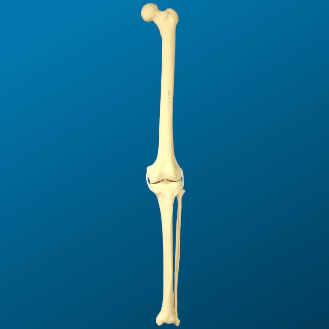 Rodilla con peroné y ligamentos de tubo elástico, longitud completa, con esponjoso y canal, izquierdo