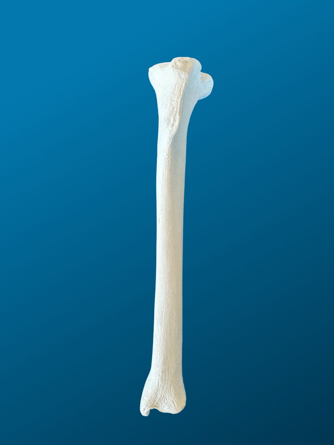 TIBIA, CANINO, ESPUMA SOLIDA, IZQUIERDA