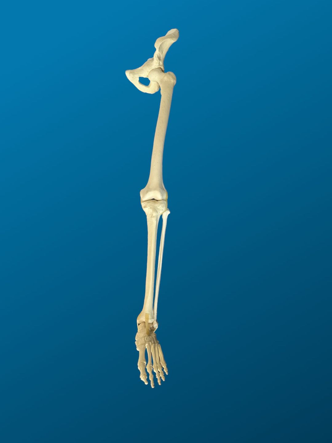 Hemipelvis, rodilla y tobillo articulados.