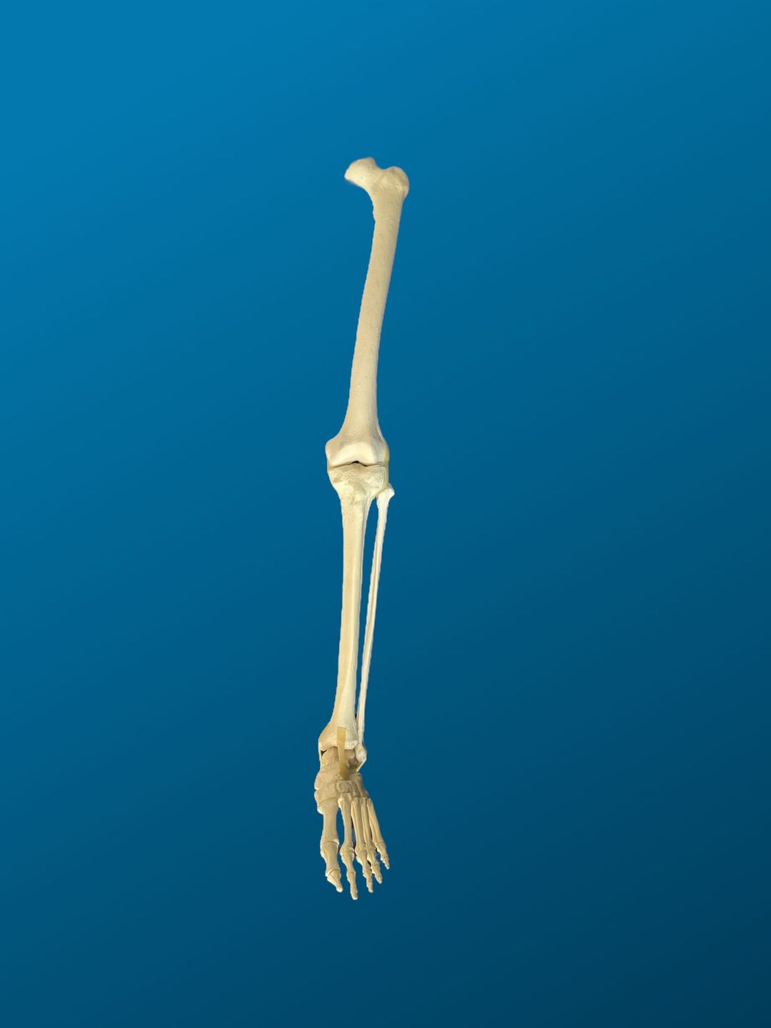 Pierna completa. Femur y tibia con canal y esponjoso, peroné y pie completo