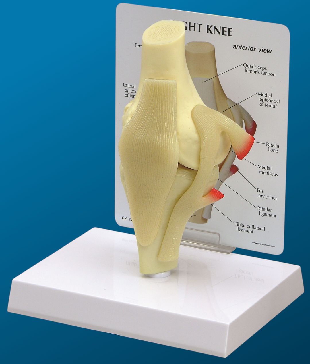 Rodilla Básica