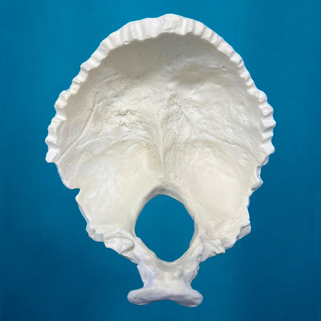 Occipital