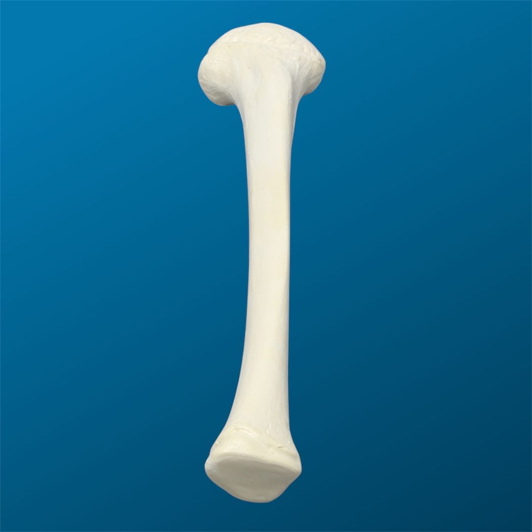 Tibia pediátrica, izquierda