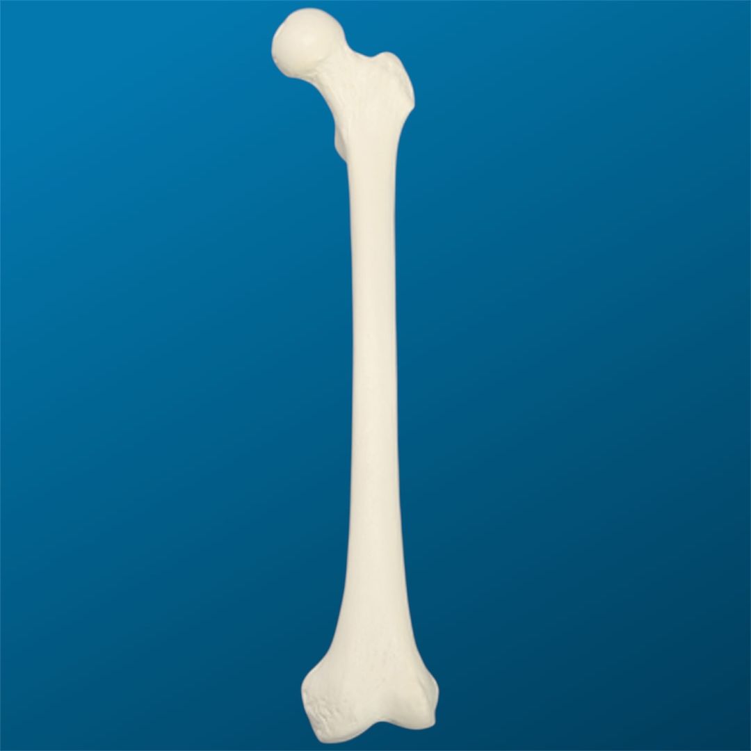 Fémur con una longitud total de 35 cm, con canal y esponjoso, izquierdo