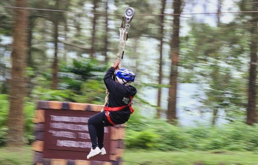 🌲 Zipline Activities