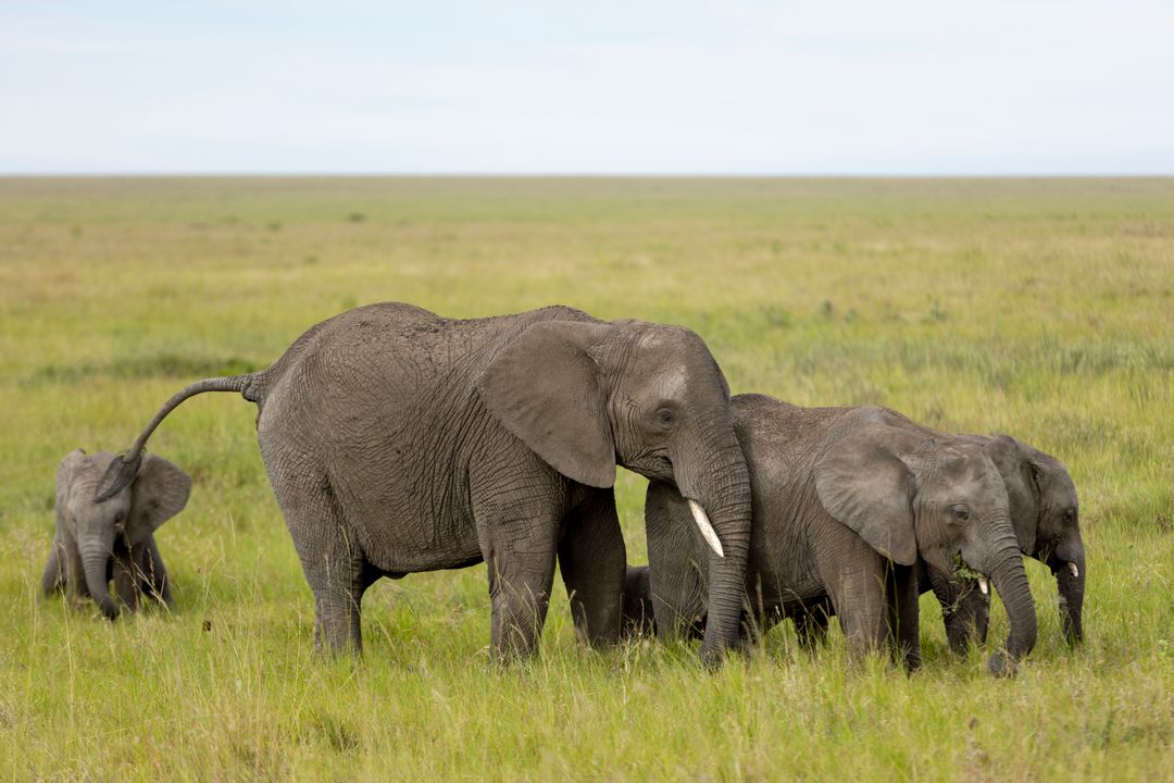 Full Day Safari to Tarangire National Park – A Wild Symphony of Elephants and Baobabs