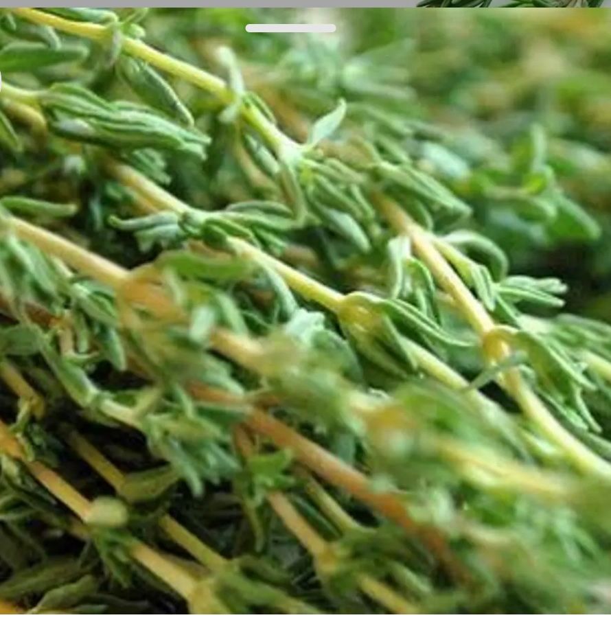 Fresh Thyme