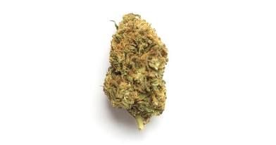 Xeno Strain