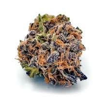 Pink guava strain 