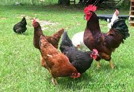 Local Chicken