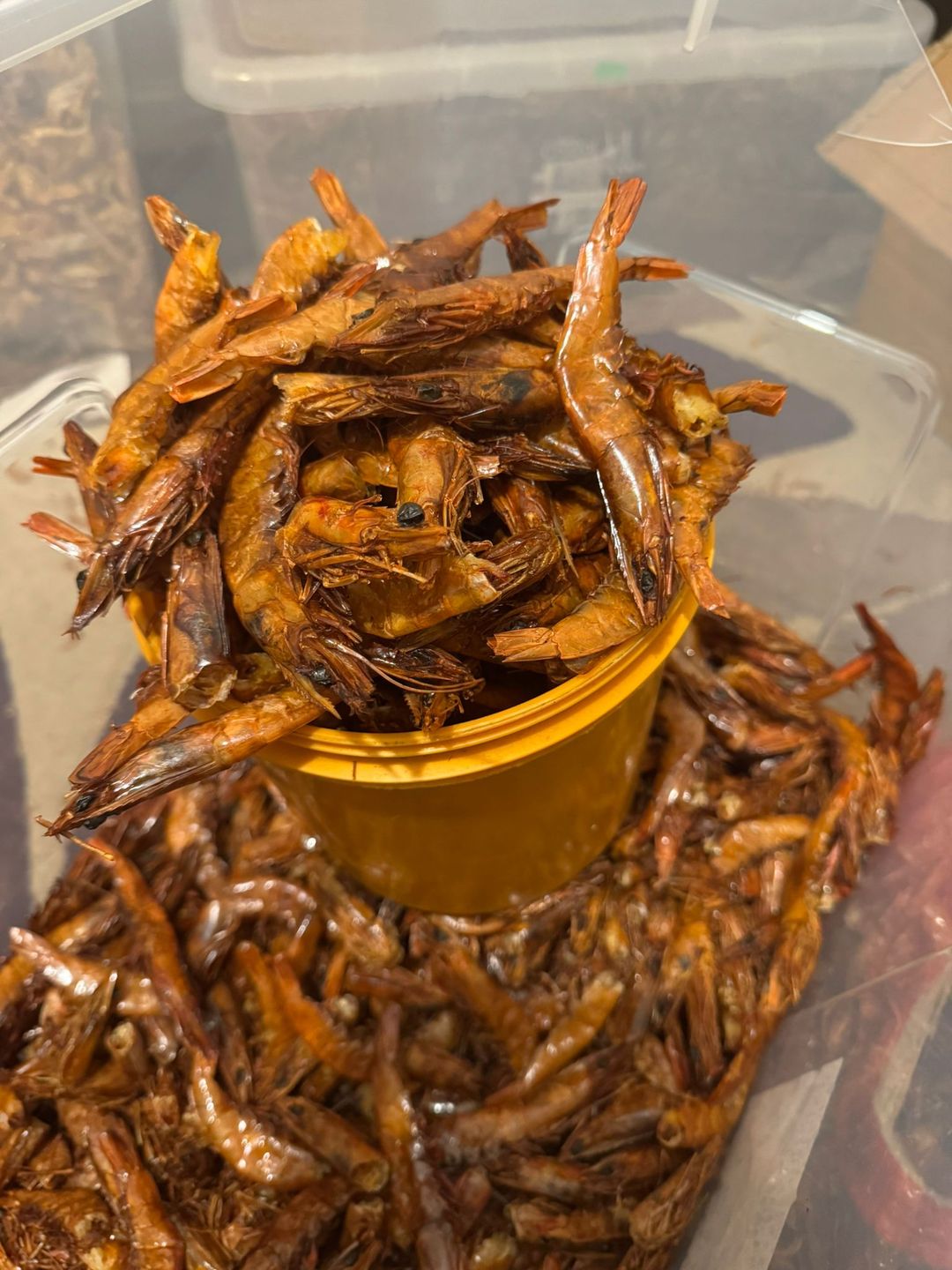 Odogwu giant shrimps