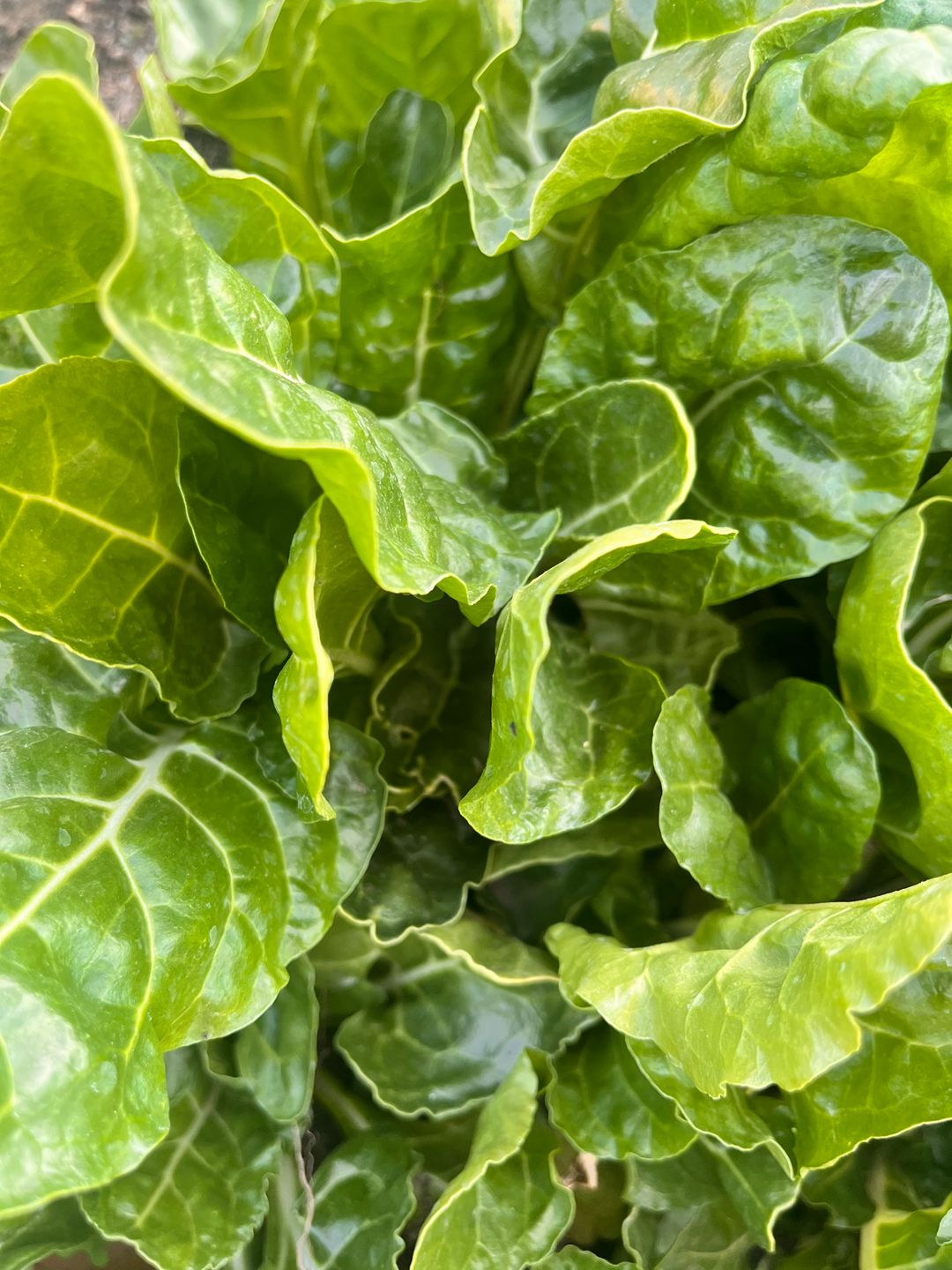 French Spinach 400g