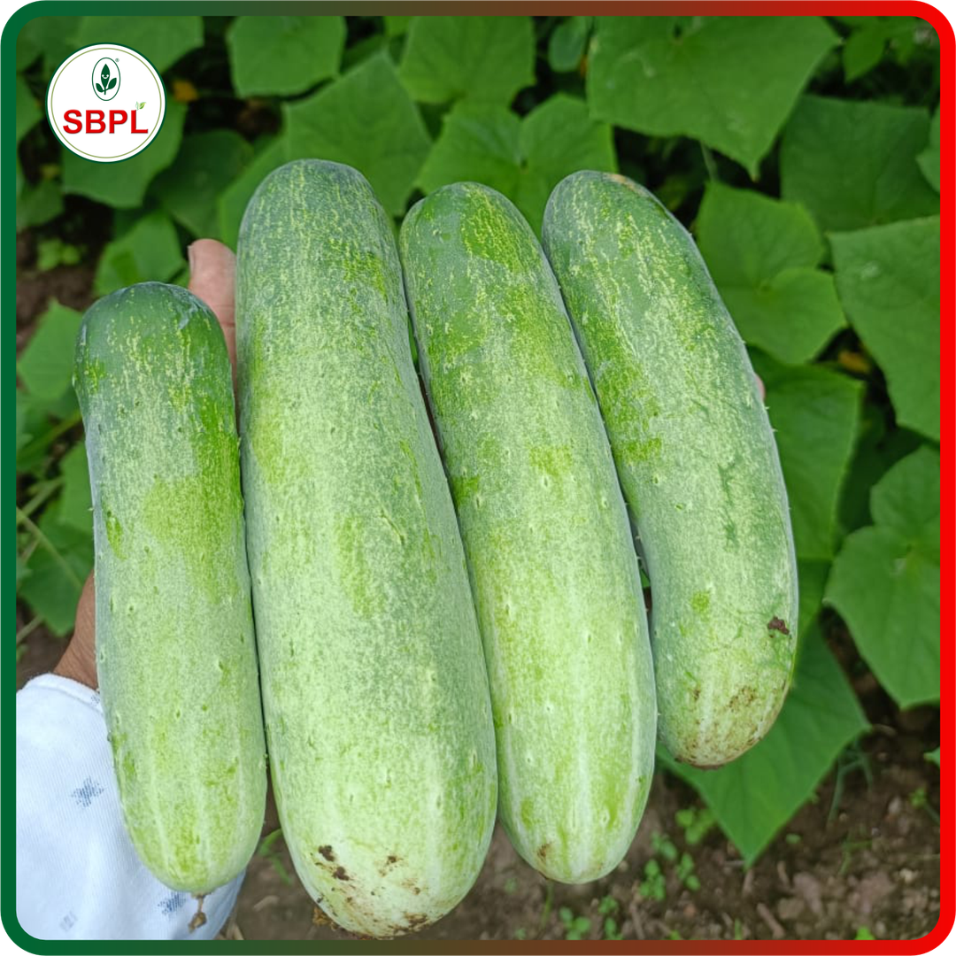 Sagar Kavya F1 Cucumber (25g)