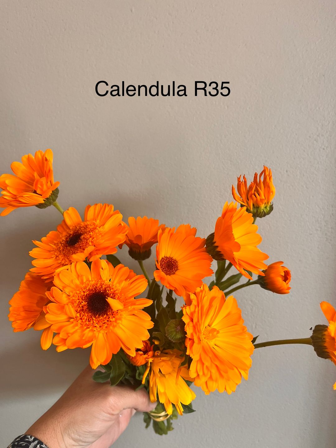 Calendula 
