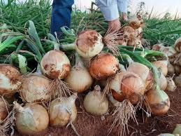 Cebola 