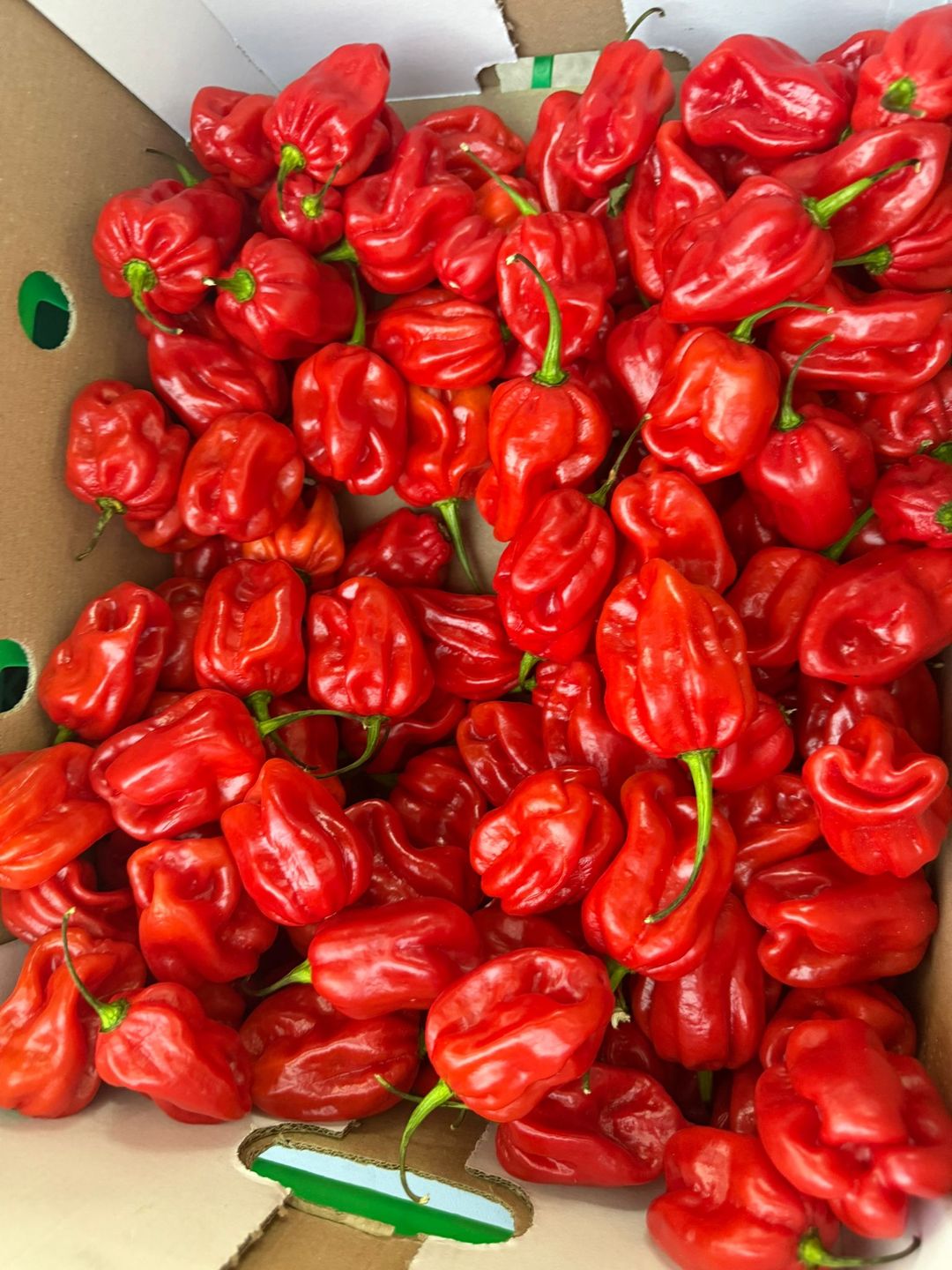 Red Peppers