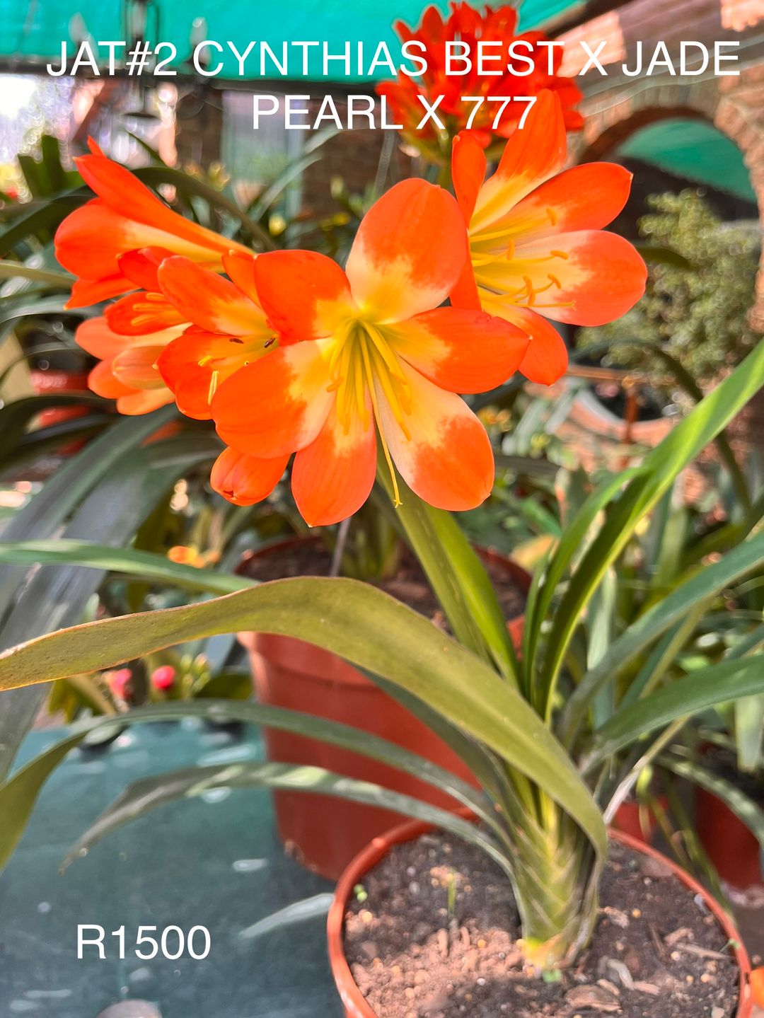 CLIVIA JAT02