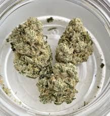 Brownies scout strain 