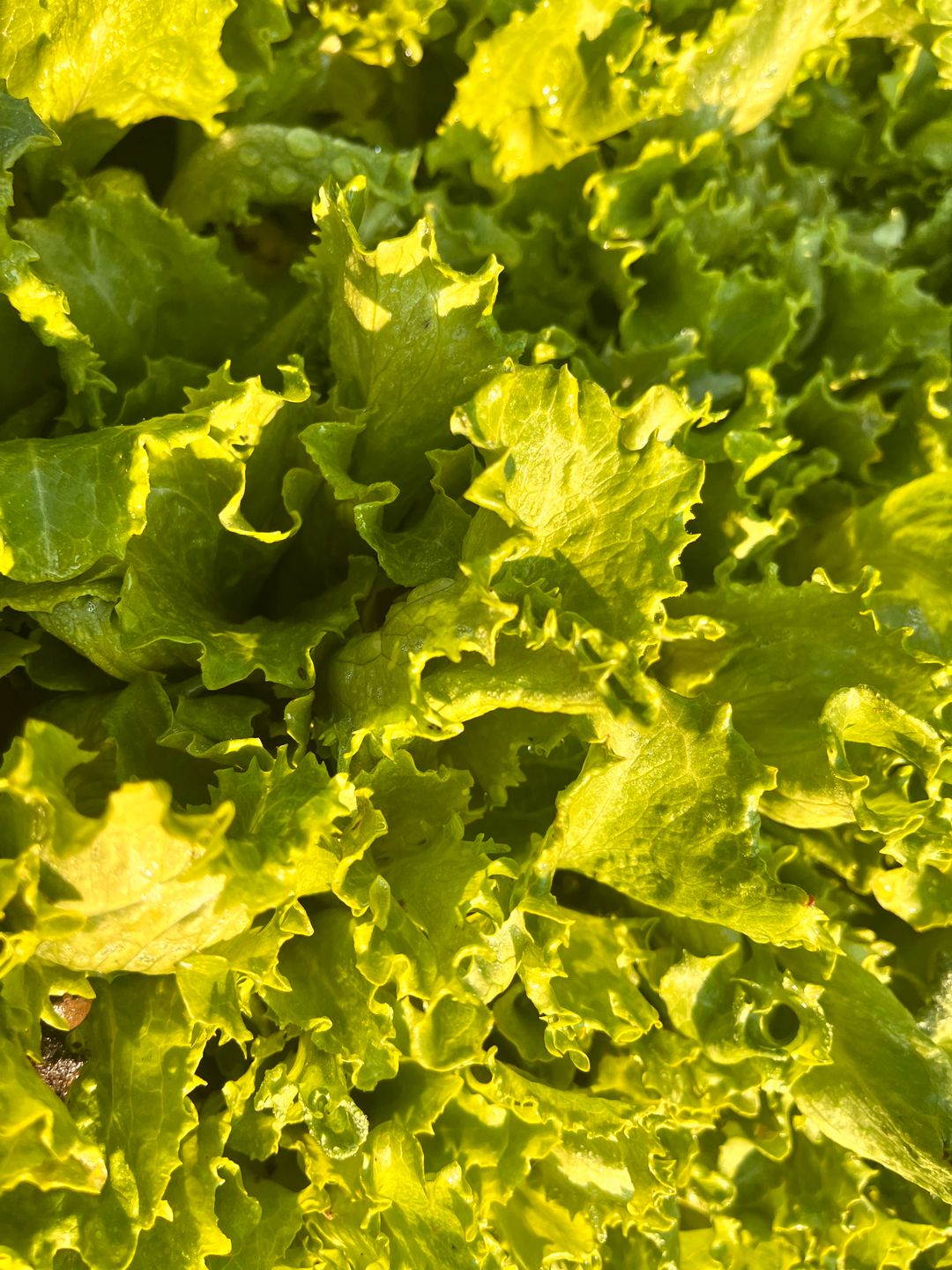 Salad Pack 200g