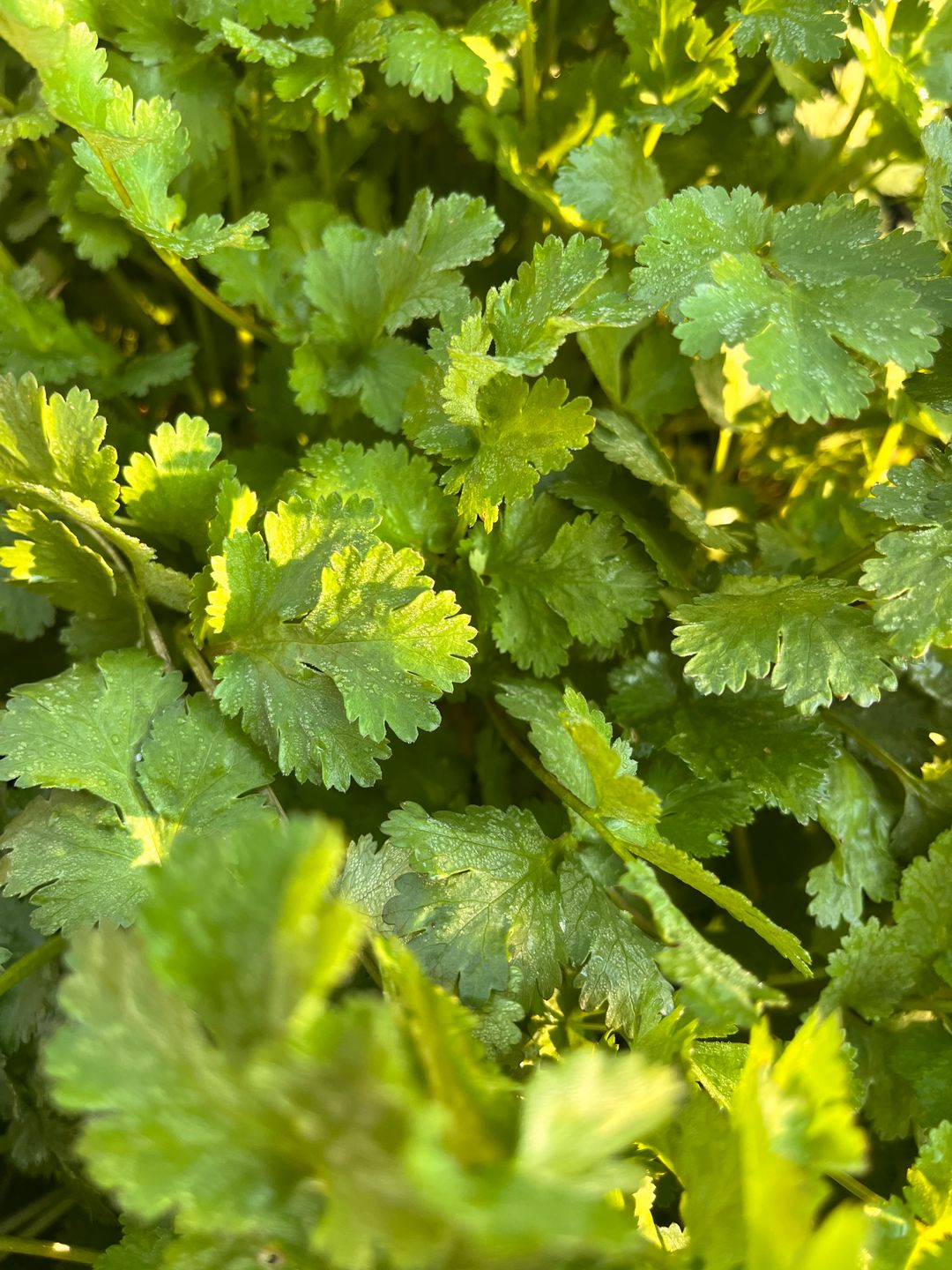Mixed herbs 50g