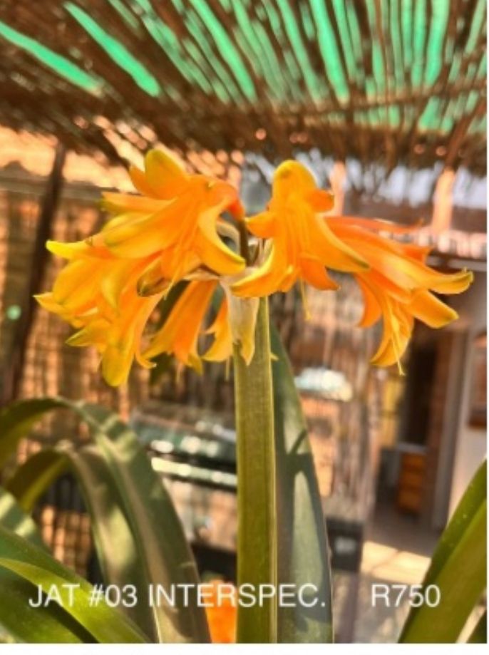 Clivia JAT03