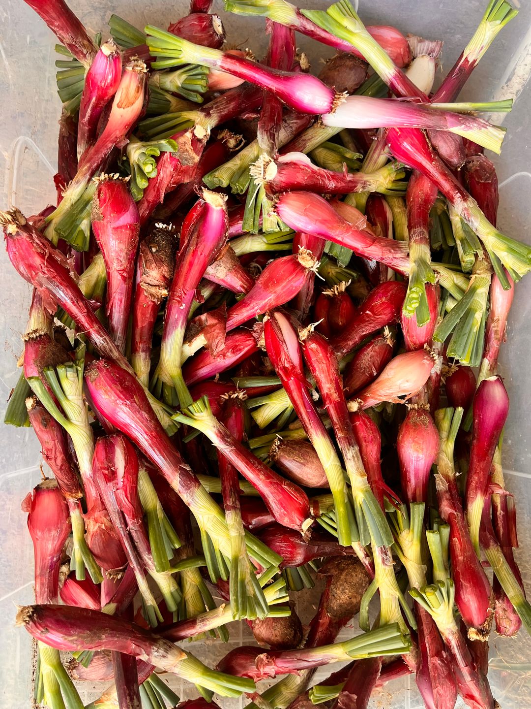 Red Salad Onion 100g