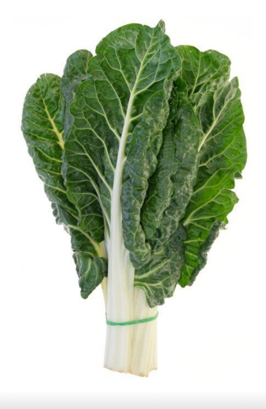 Acelga